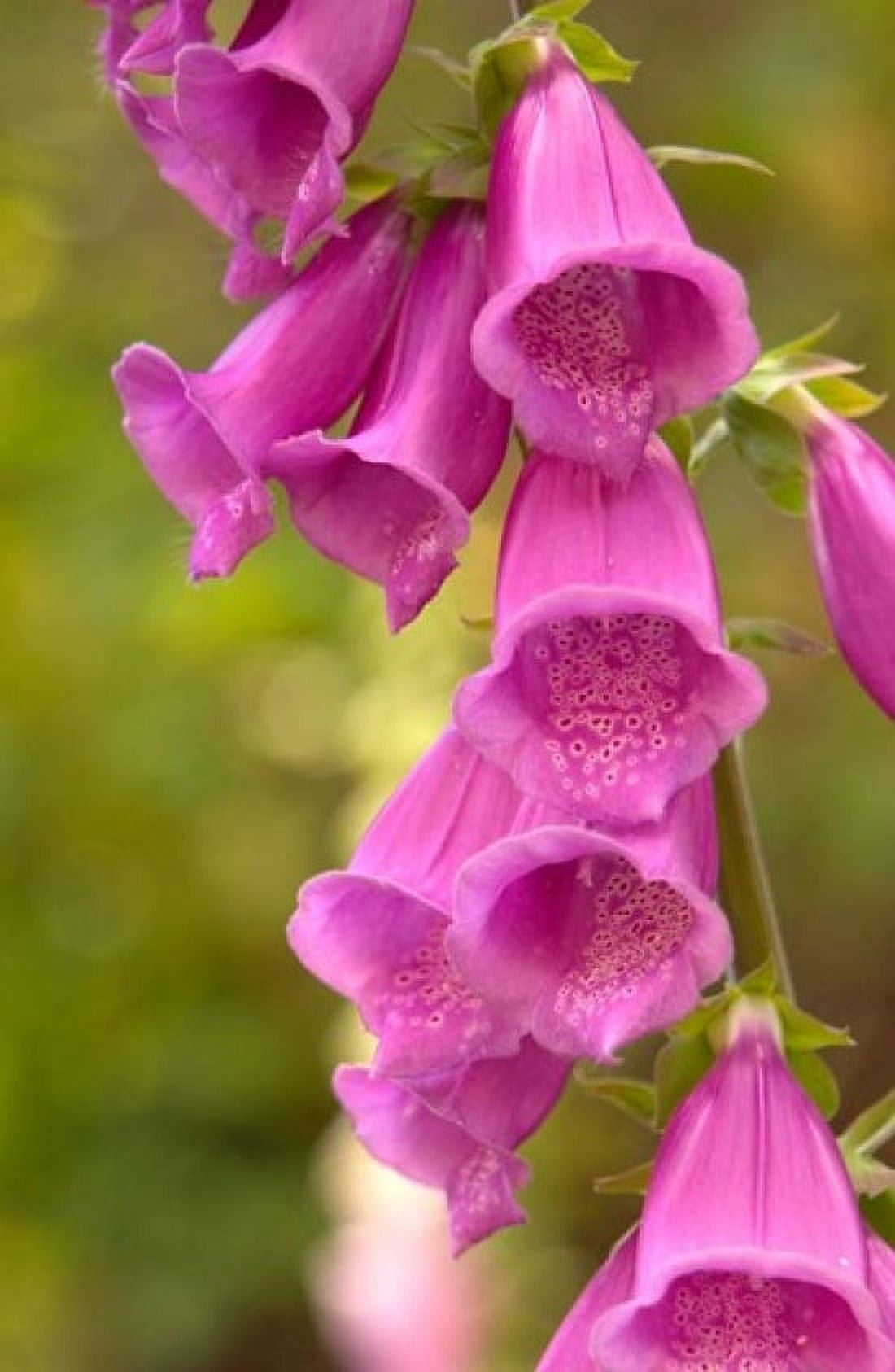 Fox Glove Blooms Queen Charlotte Islands Canada Canvas Art - Savanah Stewart DanitaDelimont (17 x 26)