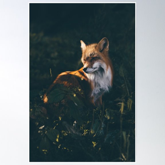 Fox In The Sunlight Poster Wall Art, Modern Wall Decor, 8x12 UNFRAMED