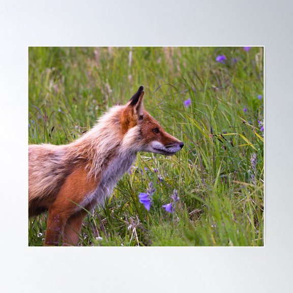 Fox In The Wildflowers Poster Wall Art, Modern Wall Decor For Living Room Bedroom, 8x12 UNFRAMED