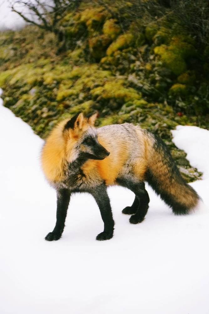 Fox On Snow Canvas Art - Richard Wear Design Pics (11 x 17)
