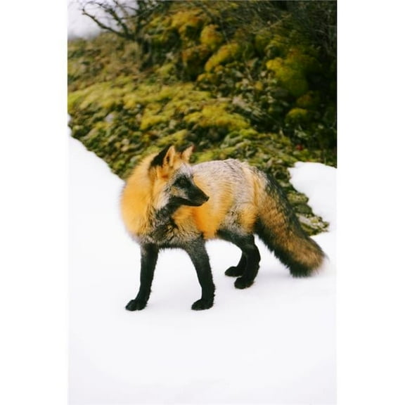 Fox On Snow Poster Print by Richard Wear, 11 x 17