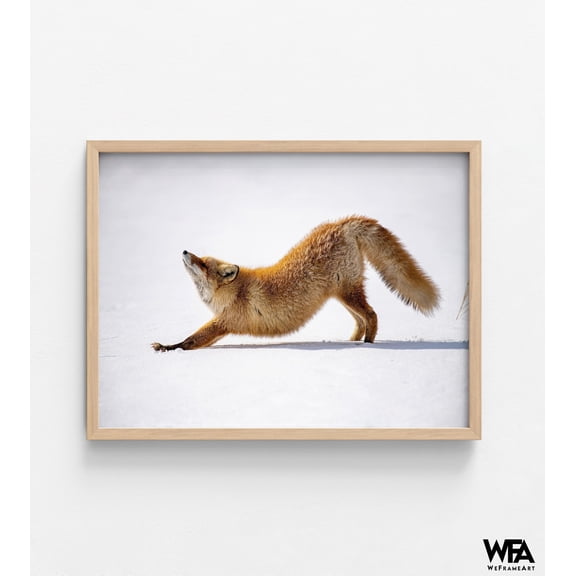 Fox Photography Wall Decor, Framed Red Fox Art, Wild Rex Fox In Field Photography, Fox In The Snow Print, Framed Wall Art,Oversized Wall Art