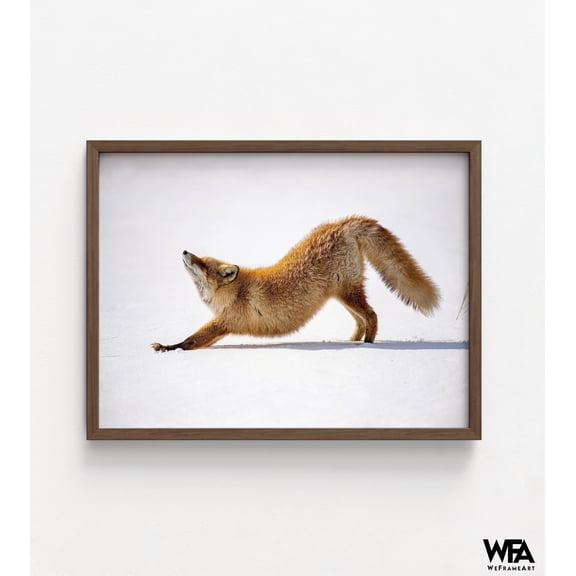 Fox Photography Wall Decor, Framed Red Fox Art, Wild Rex Fox In Field Photography, Fox In The Snow Print, Framed Wall Art,Oversized Wall Art