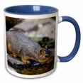 thumbnail image 1 of Fox Squirrel, Sciurus niger, drinking, Marion, Illinois, USA. 15oz Two-Tone Blue Mug mug-208972-11, 1 of 3