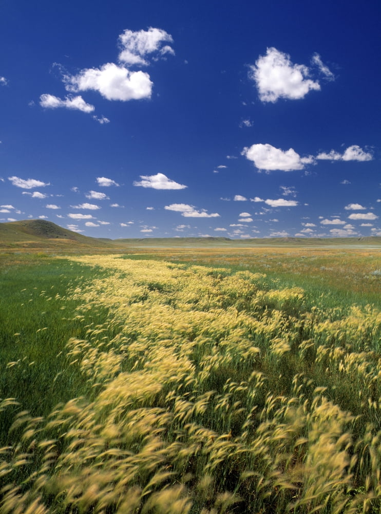 Fox Tail Barley Grasslands National Park Saskatchewan Canada Canvas Art - Darwin Wiggett Design Pics (12 x 16)