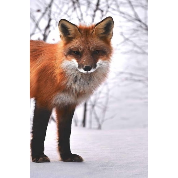 Fox: The Red Fox's Resourcefulness Has Earned It a Legendary Reputation for Intelligence and Cunning., (Paperback)