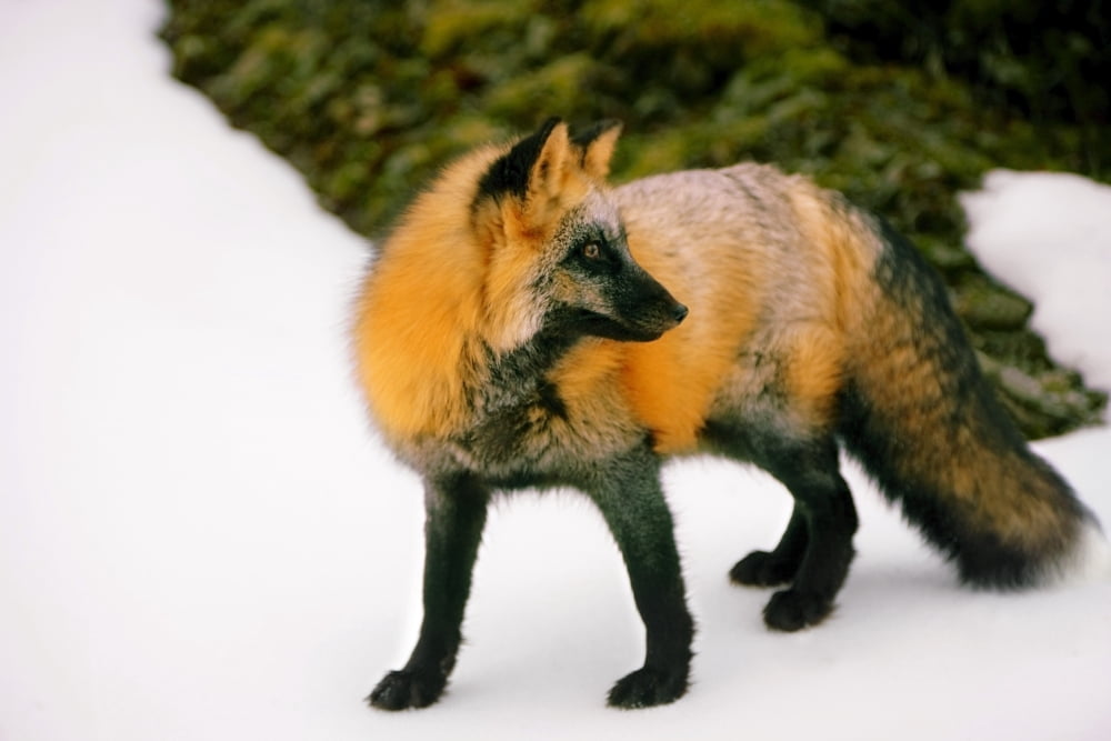 Fox Watching Behind Him Canvas Art - Richard Wear Design Pics (34 x 22)