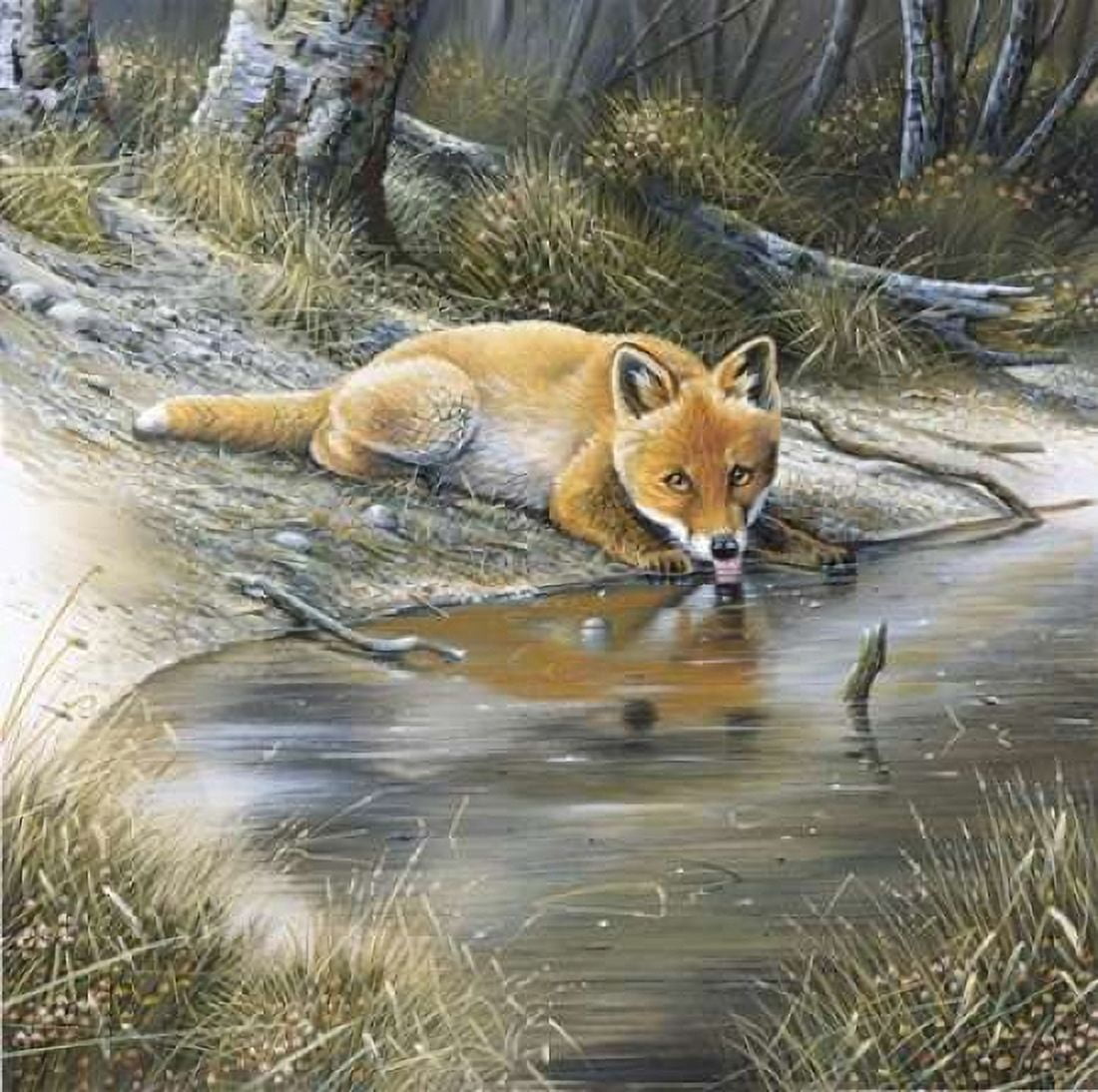 Fox drinking water Canvas Art - Jan Weenink (24 x 24)