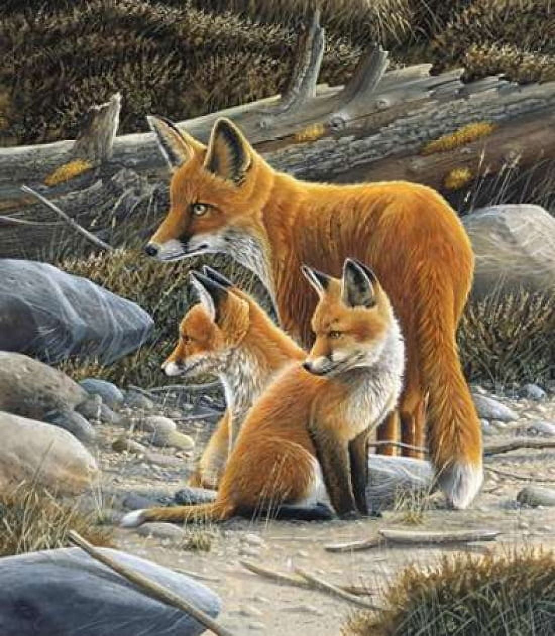 Fox family Canvas Art - Jan Weenink (24 x 24)