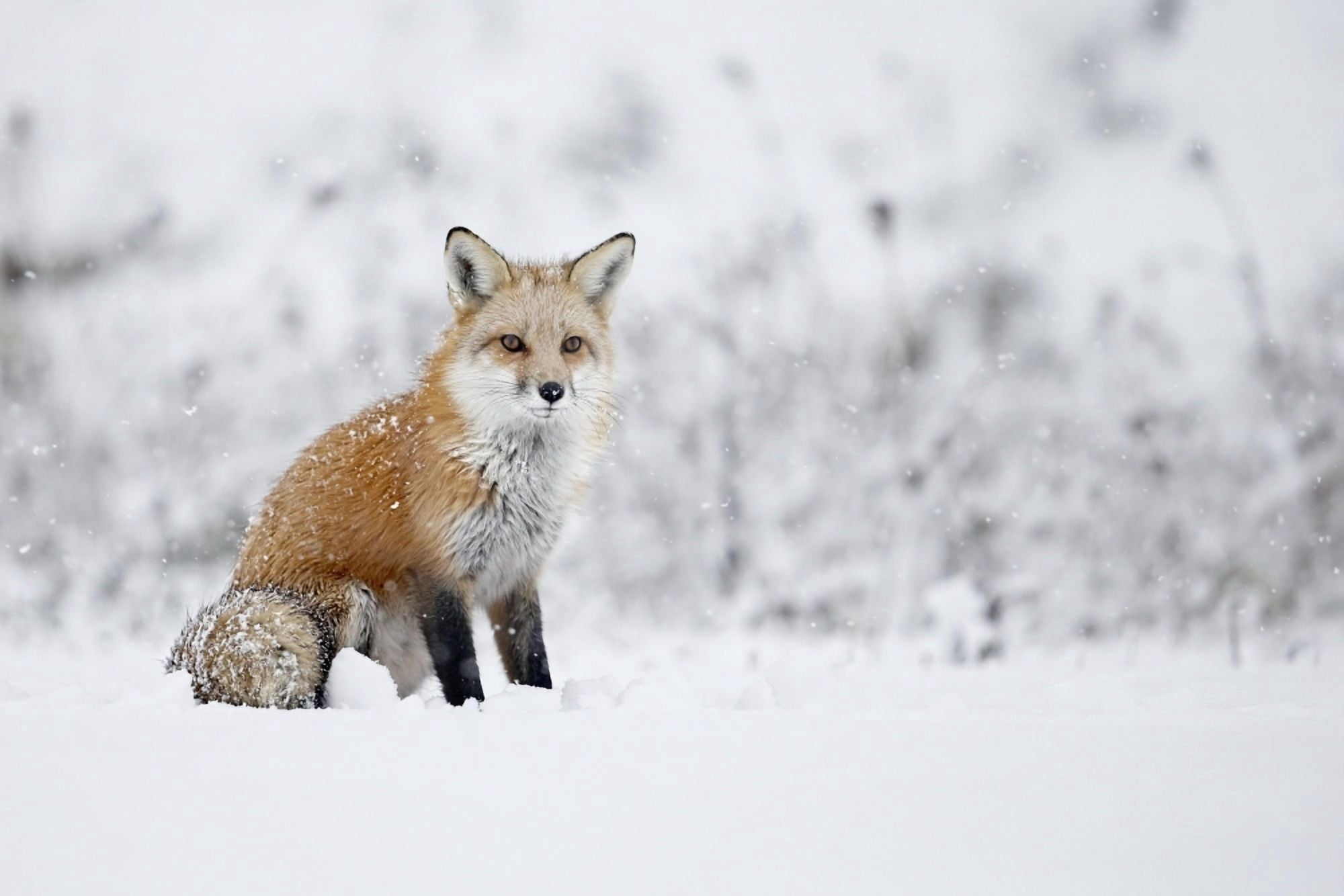 Fox sitting in the snow Montreal Quebec Canada Canvas Art - Vladislav Kamenski Design Pics (38 x 24)