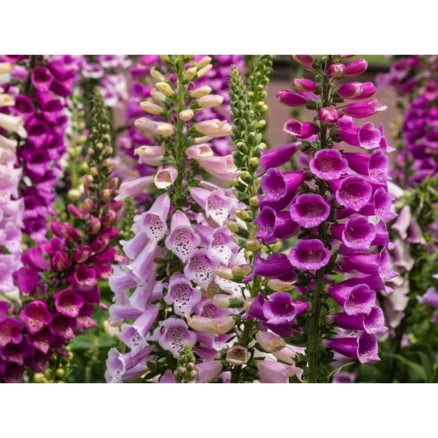 Foxglove Digitalis Giant Mix STF9 Seeds Flowers Beautiful for Planting