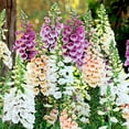 thumbnail image 1 of Foxglove Flower Seeds (Digitalis) – 5500+ Heirloom Non-GMO Seeds by Isla’s Garden Seeds, Ideal for Planting, Beautiful Blooms for Gardens and Landscaping, 1 of 7