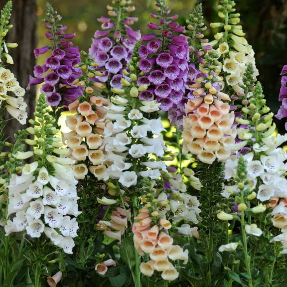 Outsidepride 1/8 LB Digitalis Purpurea Excelsior Mix Foxglove Wildflower Plant Seeds