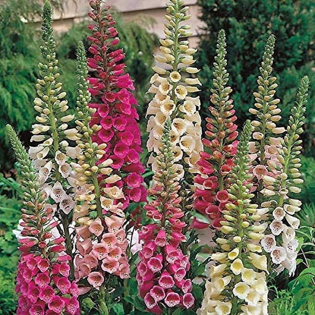 Foxglove Seeds - Digitalis Purpurea Foxy Wildflower Seed - 10000 Seeds ...
