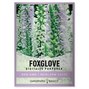 Foxglove Seeds