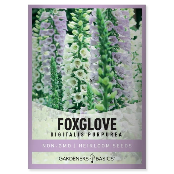 Foxglove Seeds