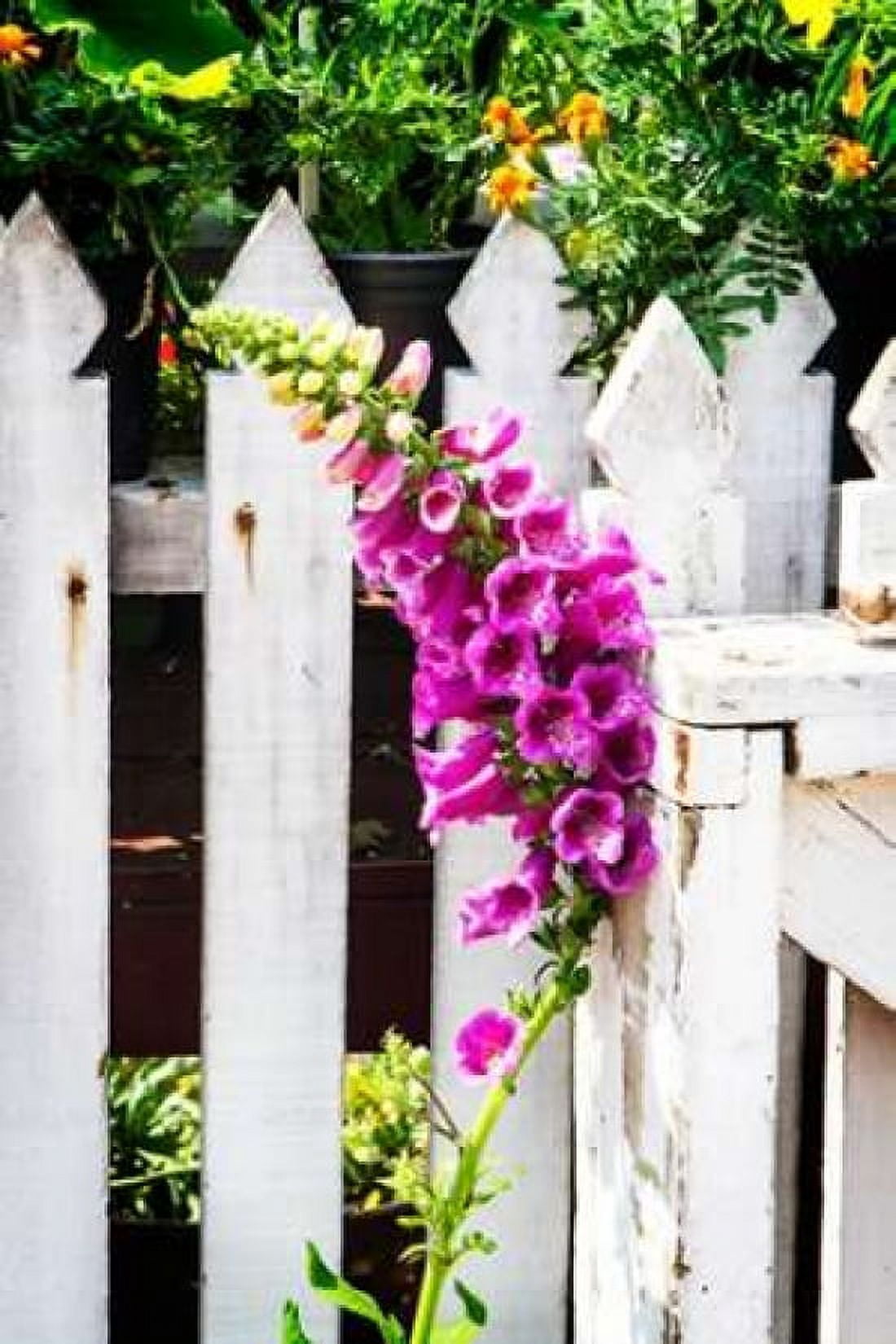 Foxglove on a Fence Canvas Art - Alan Hausenflock (20 x 28)