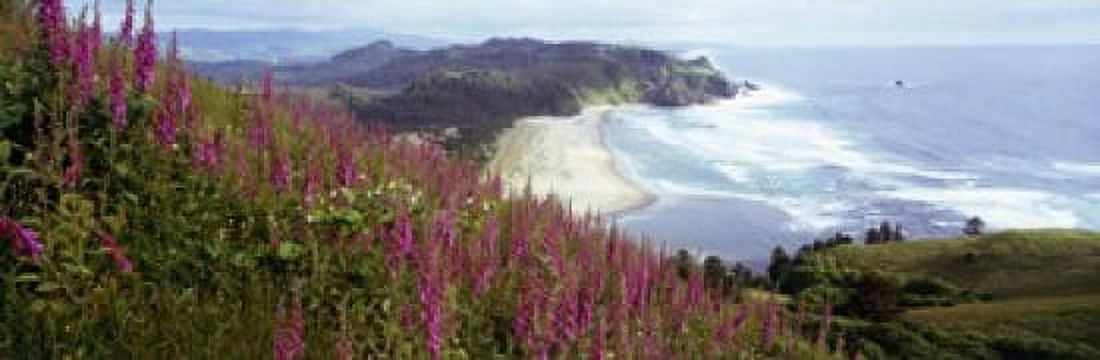 Foxgloves At Cascade Head Tillamook County Oregon USA Canvas Art - Panoramic Images (18 x 6)