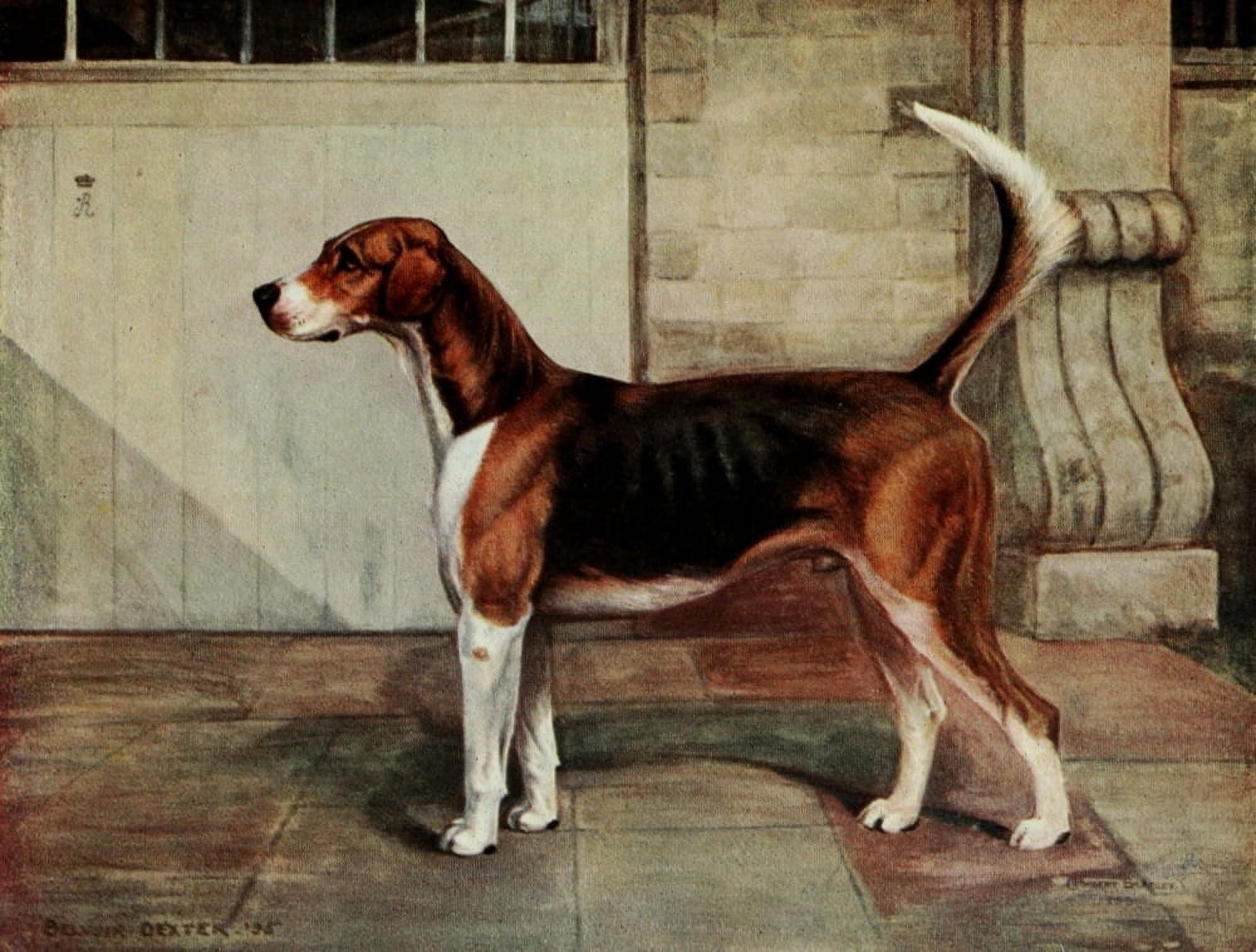 Foxhound of Twentieth Century 1914 Belvoir Dexter Canvas Art - C Bradley (18 x 24)