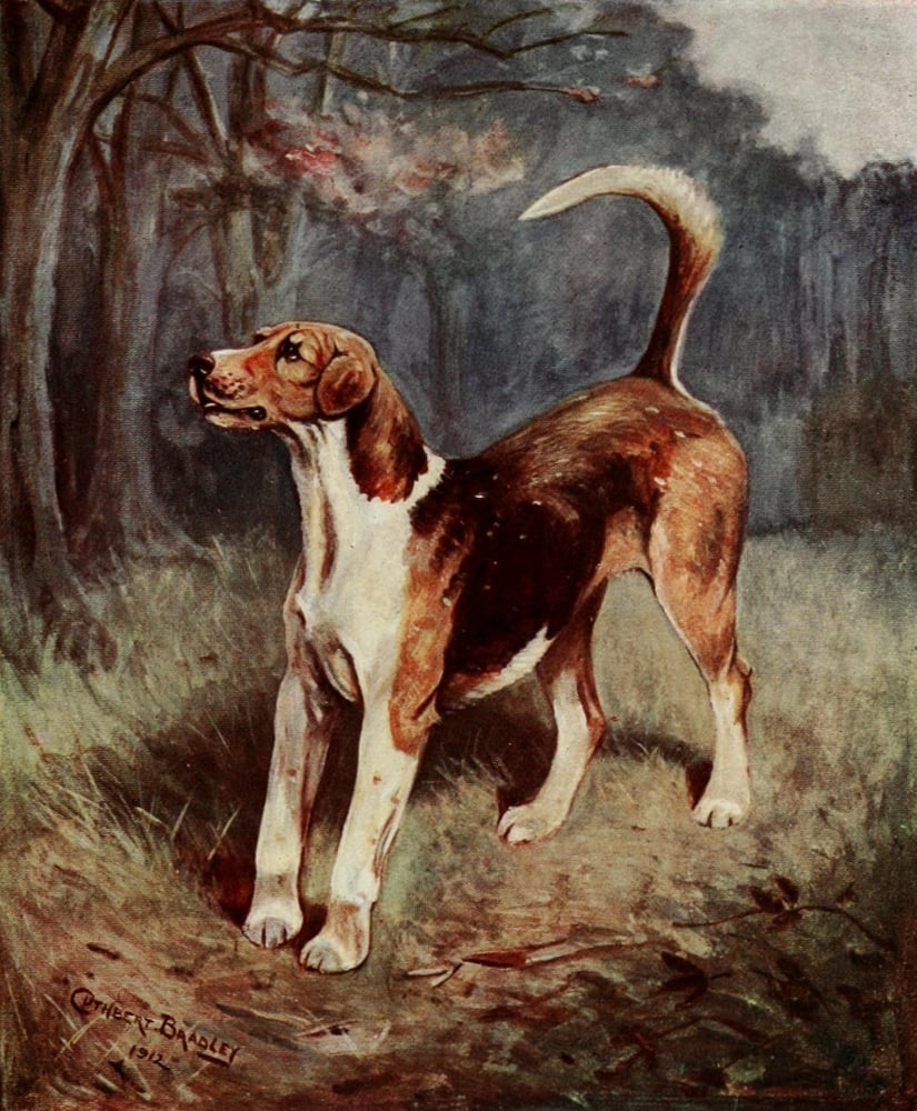 Foxhound of Twentieth Century 1914 Lord Lonsdales Sargeant Canvas Art - C Bradley (18 x 24)