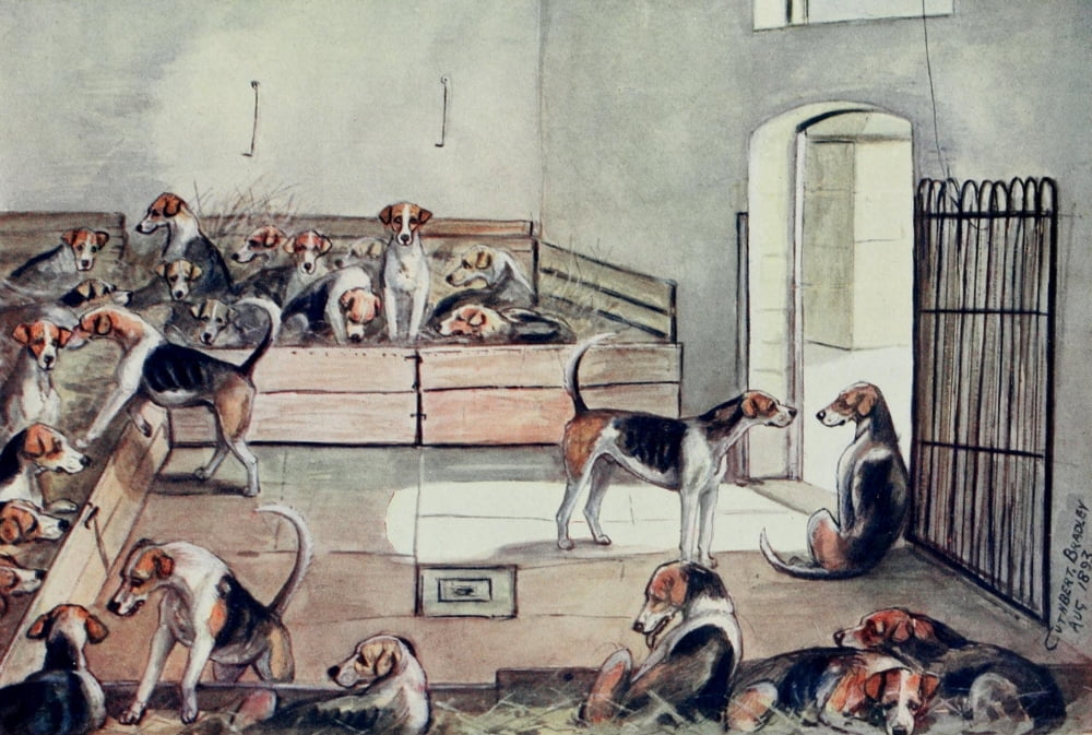 Foxhound of Twentieth Century 1914 On the benches at Belvoir Canvas Art - C Bradley (24 x 36)
