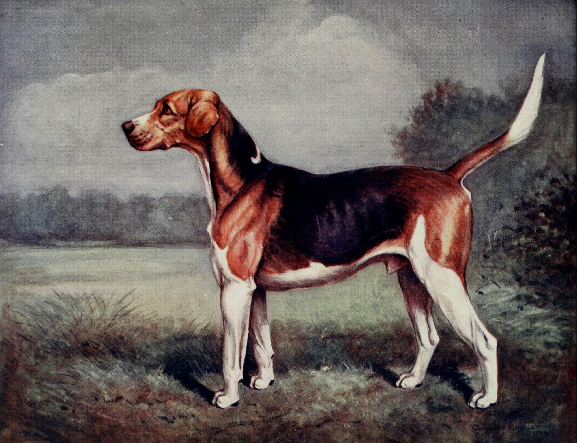 Foxhound of Twentieth Century 1914 The Duke of Beauforts Vaulter Canvas Art - C Bradley (24 x 36)