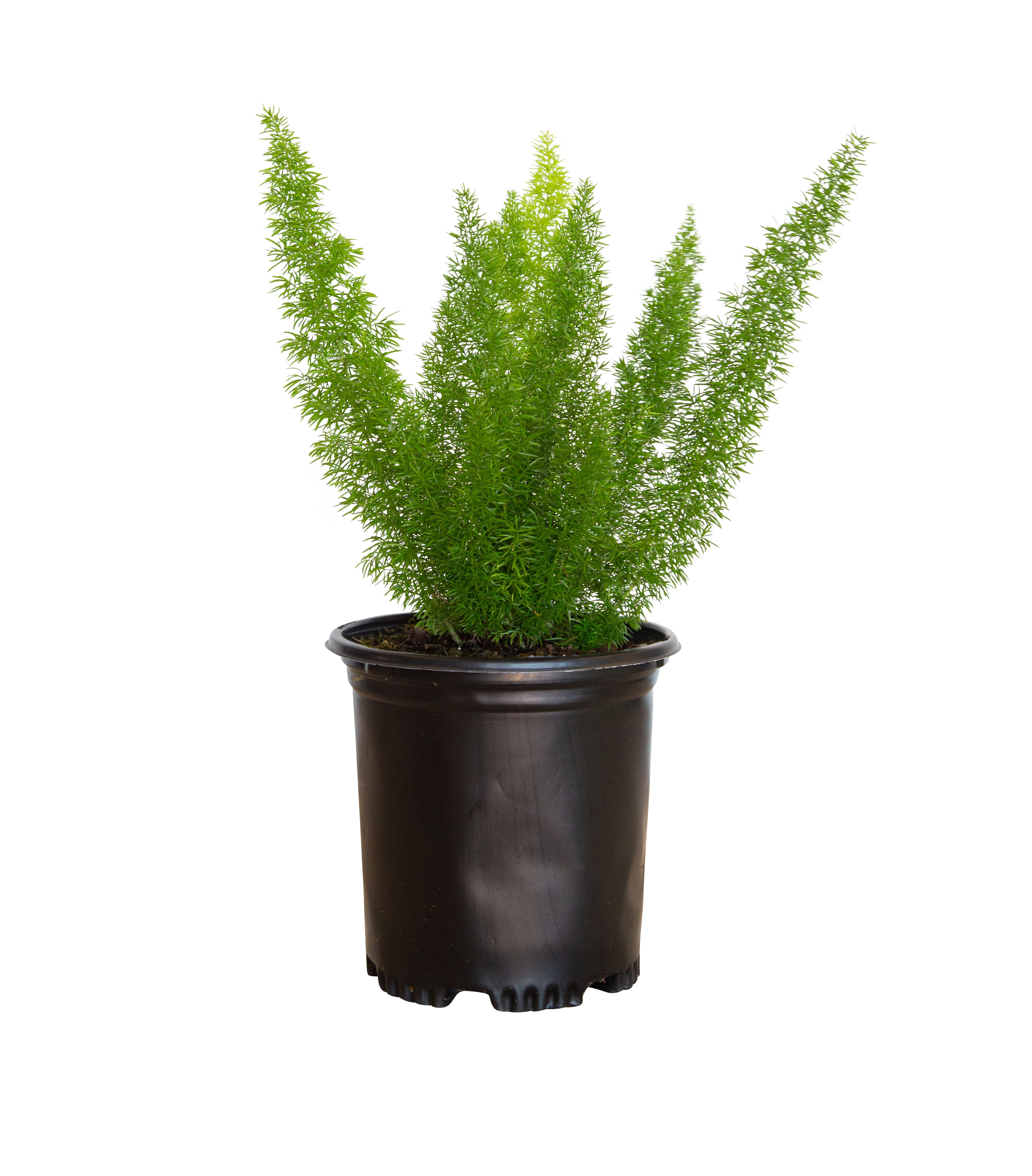 2.5 Quart Foxtail Fern in Black Plastic Pot