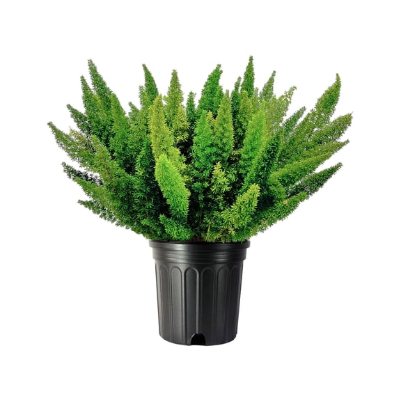 Foxtail Fern 2 Extra Large 3 Gallon Plants Asparagus densiflorus 'Meyersii' Lush Texture Architectural Greenery