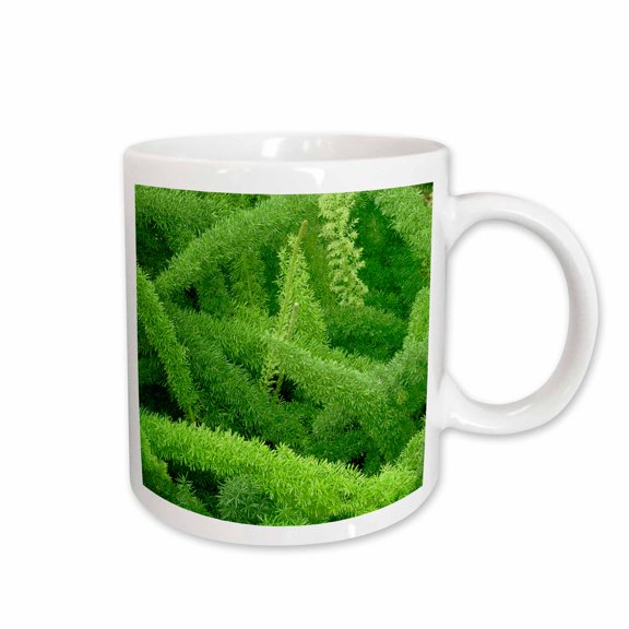 3drose, Foxtail Fern, Asparagus Densiflorus Myers - Na01 Aje0125 - Adam Jones, 11oz Mug