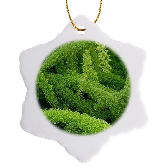 3drose, Foxtail Fern, Asparagus Densiflorus Myers - Na01 Aje0125 - Adam Jones, 3 inch Snowflake Porcelain Ornament