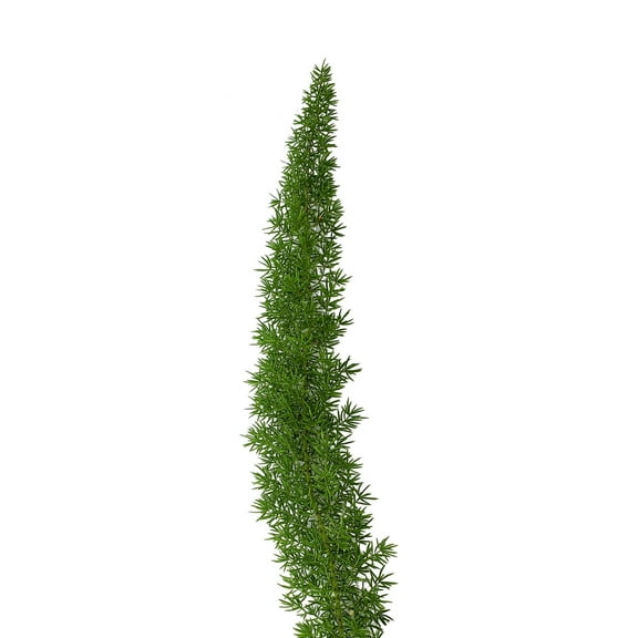 Foxtail Fern - Fresh Cut - 150 Stems