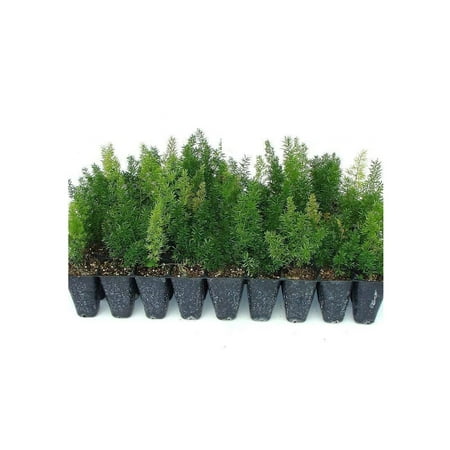 Foxtail Fern Myers 3 Live Plants Asparagus Densiflorus Myersii Unique Tropical Landscape Groundcover