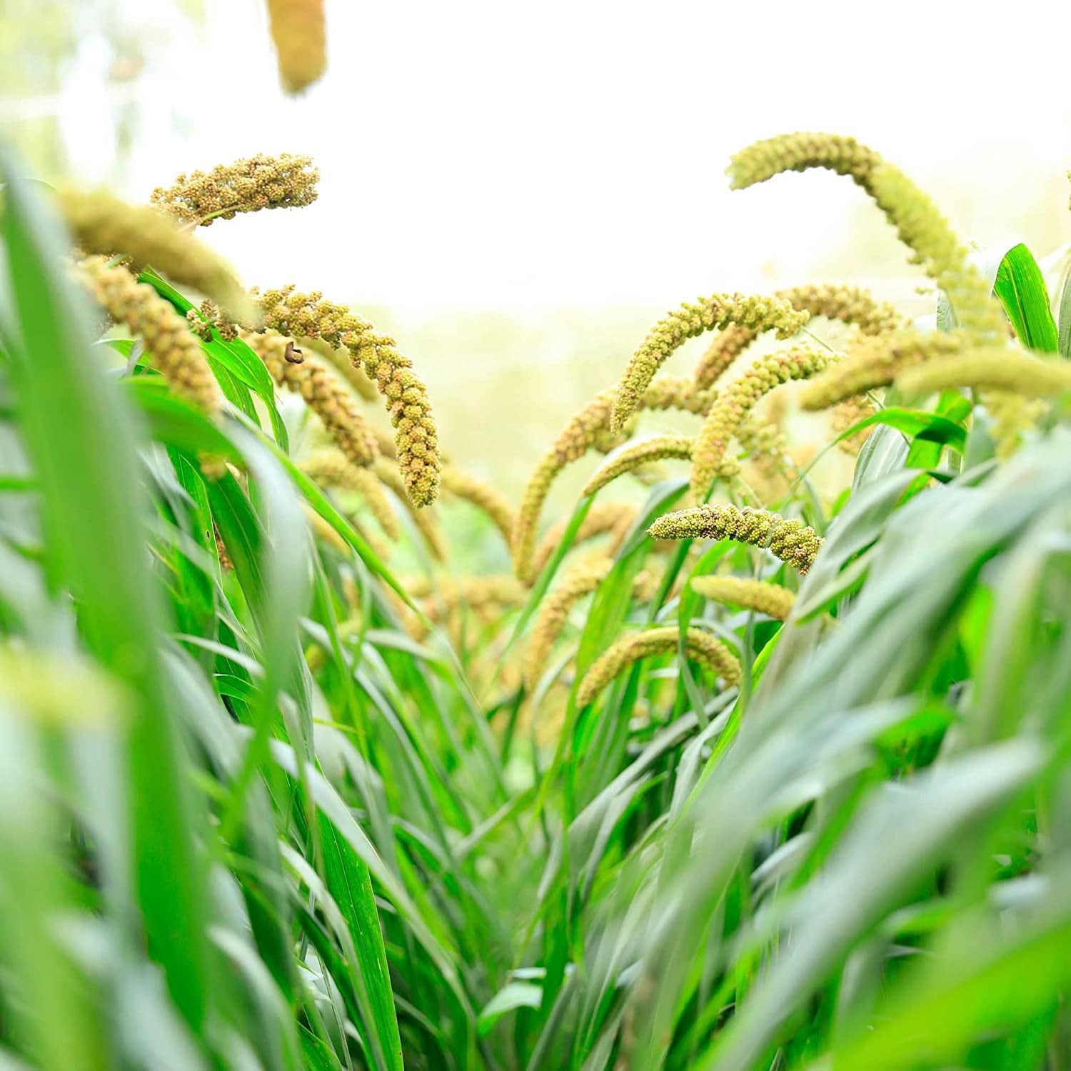 Foxtail Millet Seeds for Planting | German Millet, Ornamental Grass for Landscape or Garden (10 Pounds)