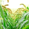 thumbnail image 1 of Foxtail Millet Seeds for Planting | German Millet, Ornamental Grass for Landscape or Garden (2 Pounds), 1 of 3