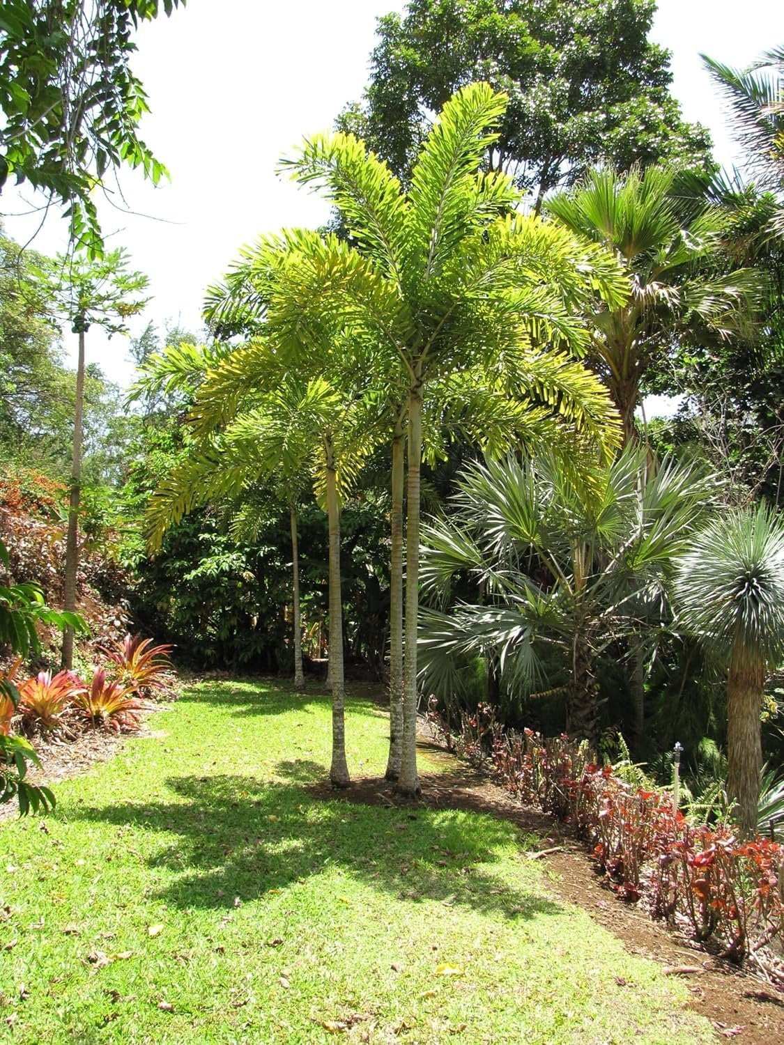 Palm Plants & Indoor Palm Trees - Walmart.com