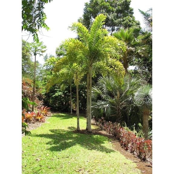 Foxtail Palm - Live Plant in a 3 Gallon Pot - Wodyetia Bifurcata - Rare Ornamental Palms of Florida
