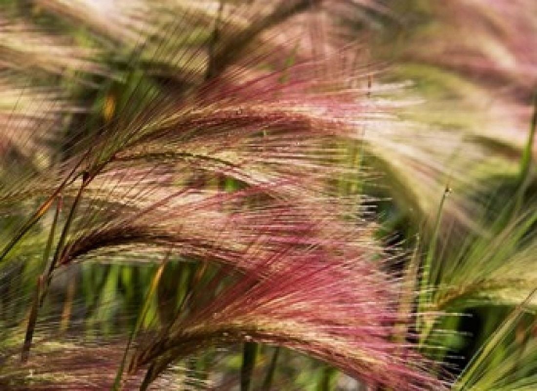 Foxtail barley Banff NP Alberta Canada Canvas Art - Stuart Westmorland DanitaDelimont (24 x 18)