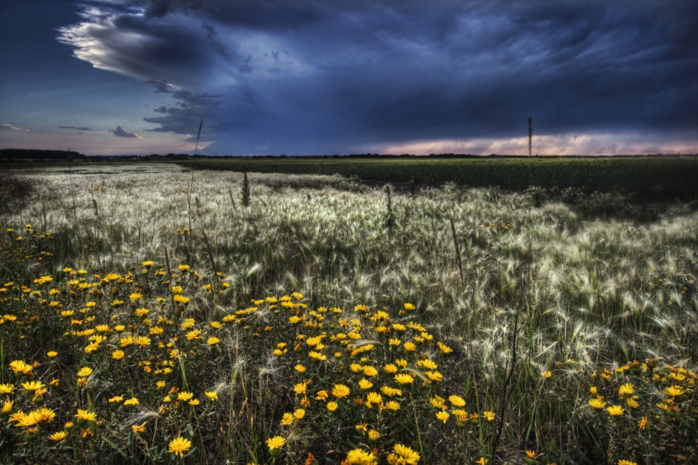 Foxtails And Wildflowers On The Edge Of A Wheatfield Under Storm Clouds North Of Edmonton Alberta Canvas Art - Dan Jurak Design Pics (17 x 11)