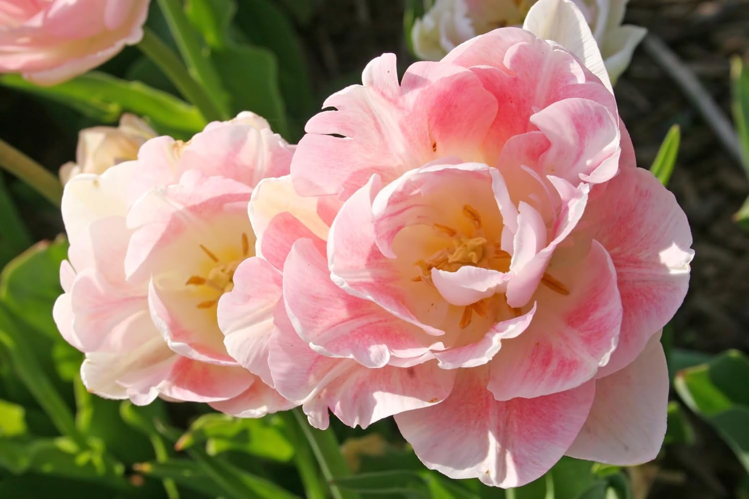 CZ Grain Foxtrot Double Tulip Bulbs - Thumbnail 2