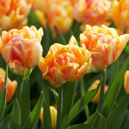 Foxy Foxtrot Double Early Tulip-Colorful Garden Display 100 in Box