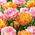 Foxy Freedom Tulip Blend Flower Bulbs 15 Bulbs per Pack Good as Cut