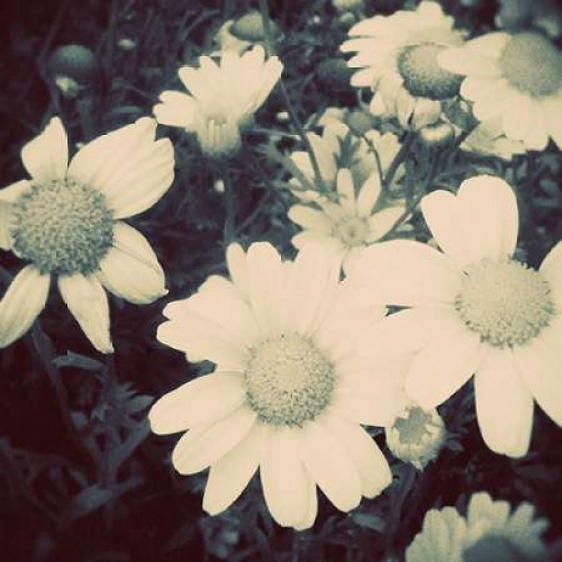 Fragile Daisies II Canvas Art - Gail Peck (24 x 24)