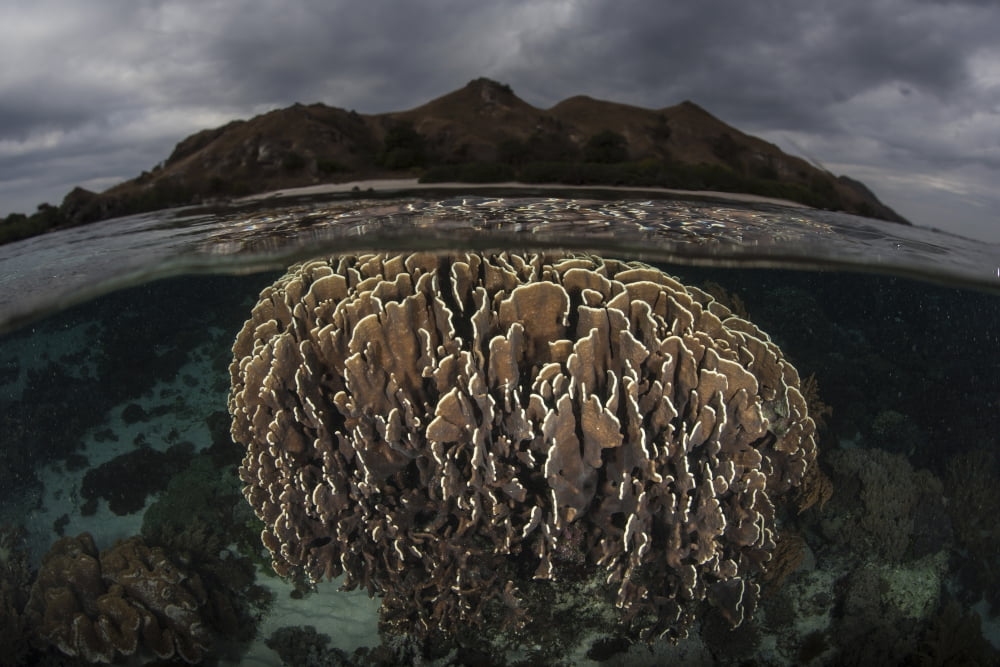 Fragile corals grow in Komodo National Park Indonesia Canvas Art - Ethan DanielsStocktrek Images (34 x 23)