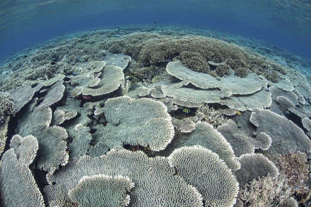 Fragile corals grow in shallow water in Komodo National Park Canvas Art - Ethan DanielsStocktrek Images (17 x 12)