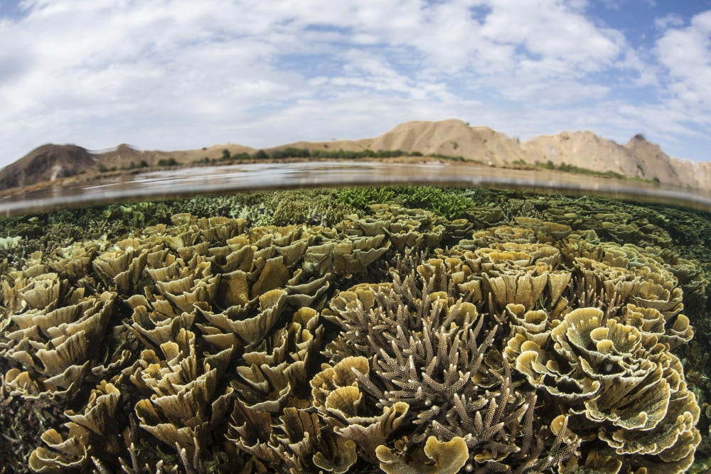 Fragile corals grow in shallow water in Komodo National Park Canvas Art - Ethan DanielsStocktrek Images (17 x 12)