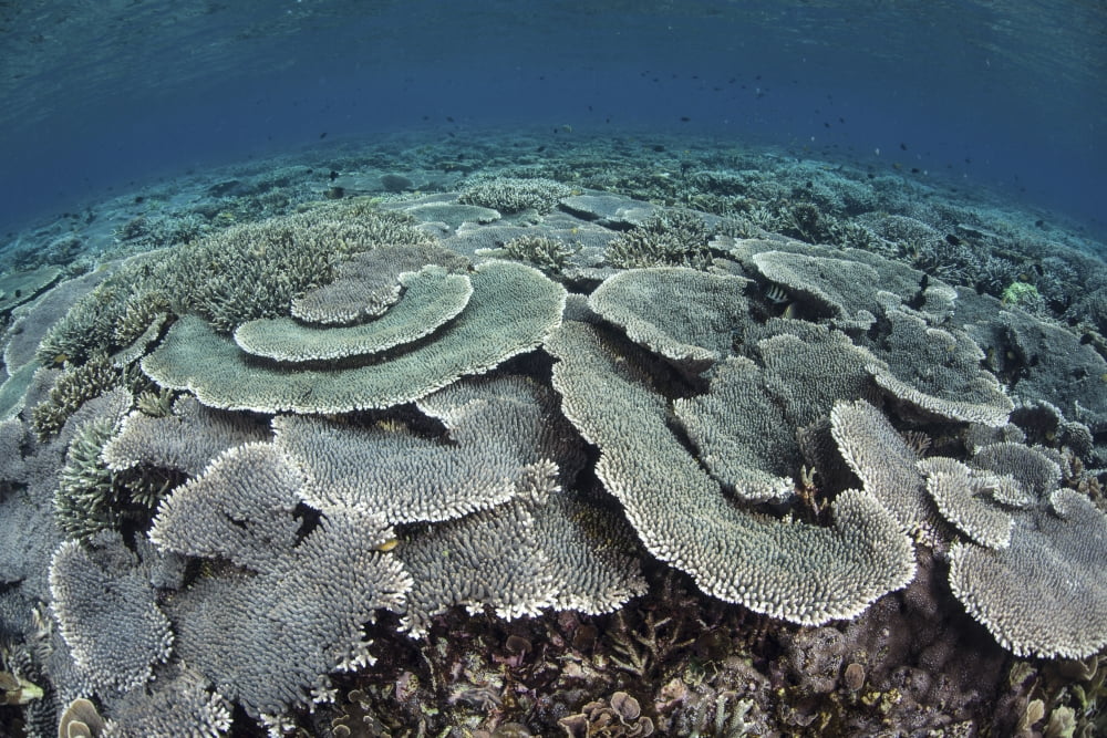 Fragile corals grow in shallow water in Komodo National Park Canvas Art - Ethan DanielsStocktrek Images (17 x 12)