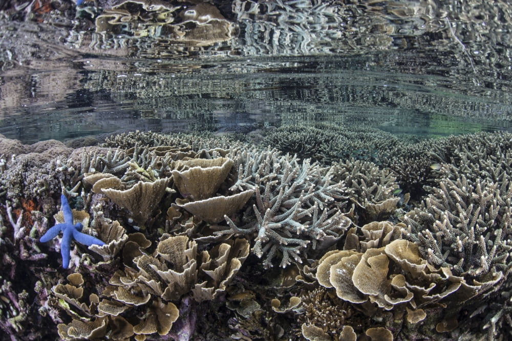 Fragile corals grow in shallow water in Komodo National Park Canvas Art - Ethan DanielsStocktrek Images (17 x 12)
