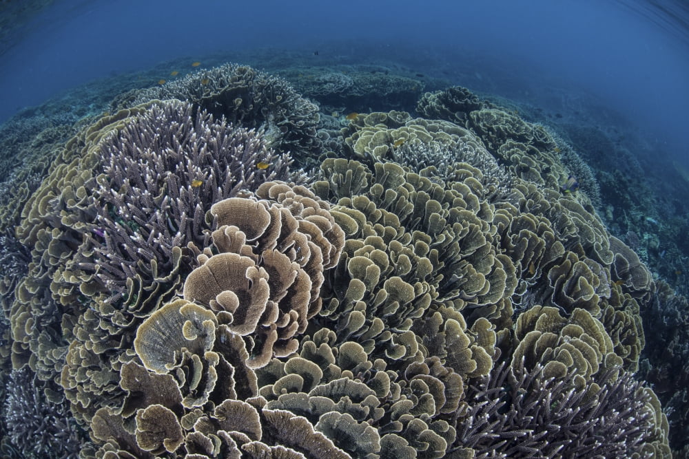 Fragile corals grow in shallow water in Komodo National Park Canvas Art - Ethan DanielsStocktrek Images (17 x 12)
