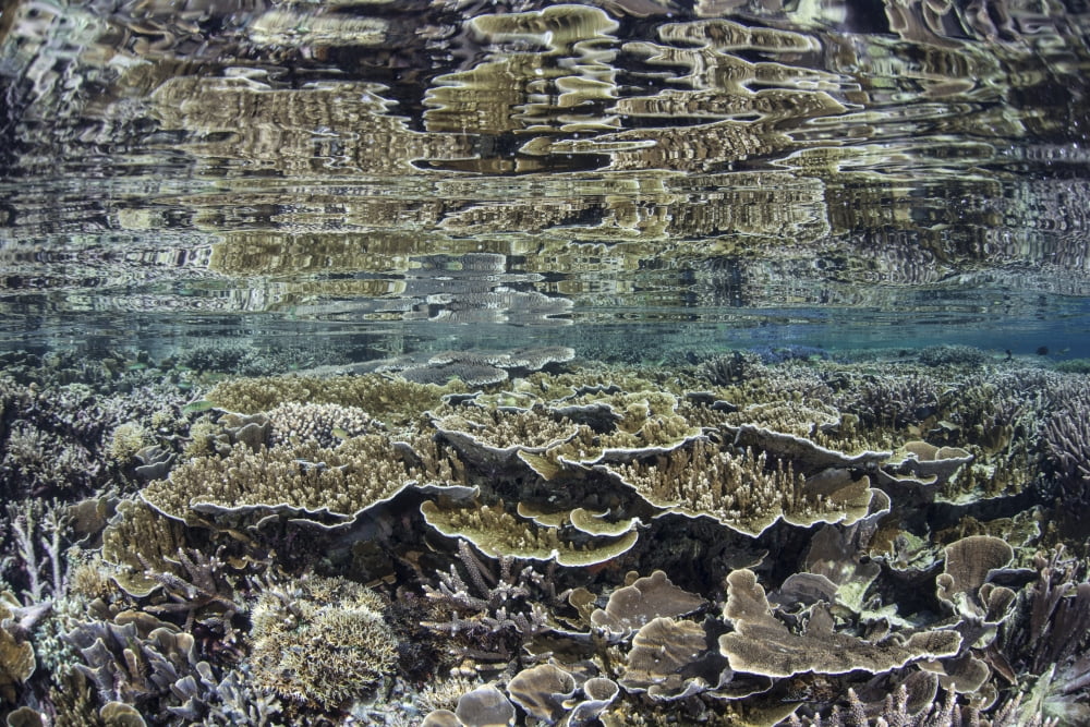 Fragile corals grow in shallow water in Komodo National Park Canvas Art - Ethan DanielsStocktrek Images (17 x 12)