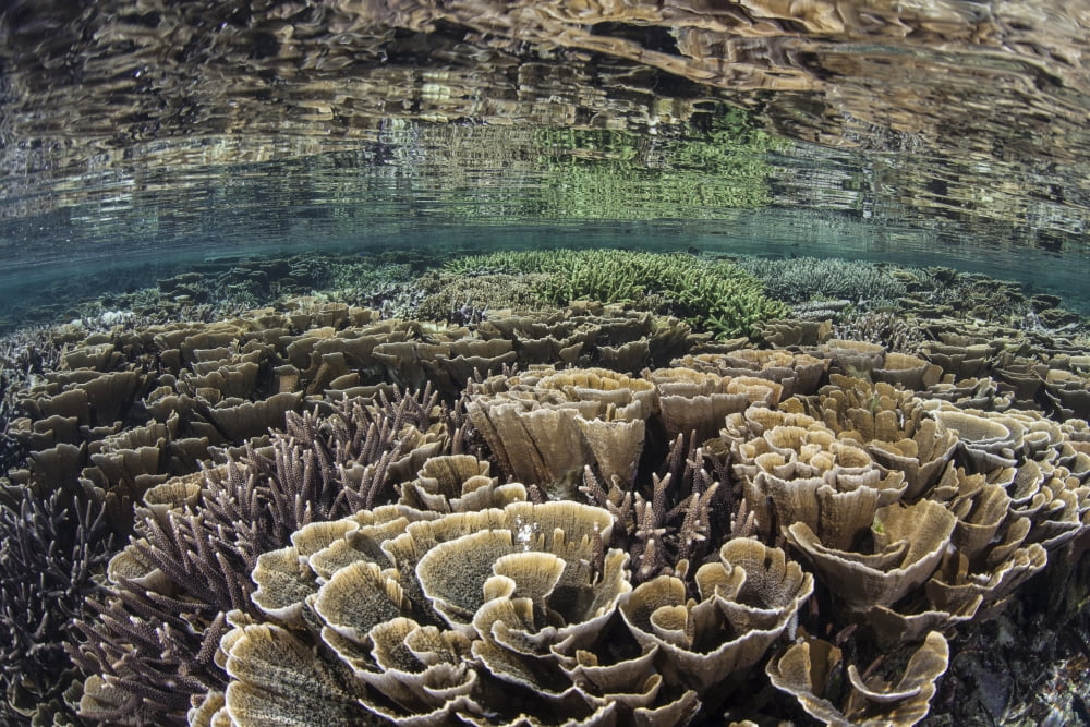 Fragile corals grow in shallow water in Komodo National Park Canvas Art - Ethan DanielsStocktrek Images (17 x 12)